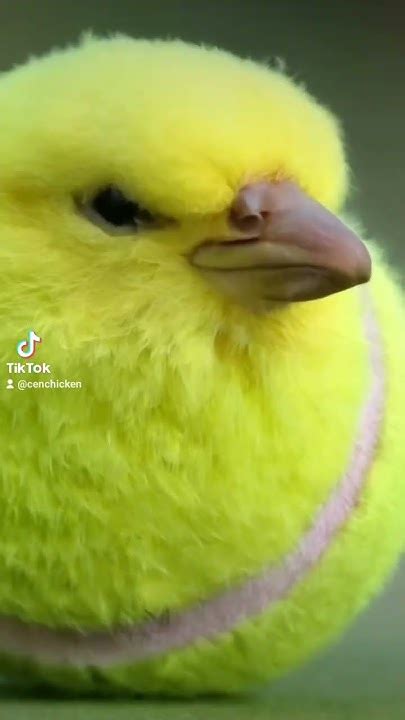 Tennis Ball Bird Memes Shorts Youtube