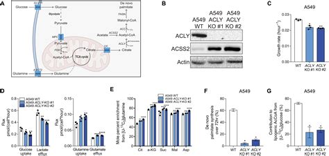 Inter Organelle Cross Talk Supports Acetyl Coenzyme A Homeostasis And