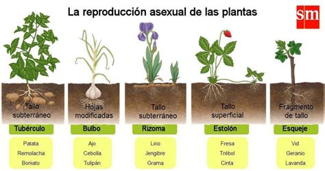 Cinco Ejemplos De Reproducci N Por Bipartici N Cinco De Reproducci N