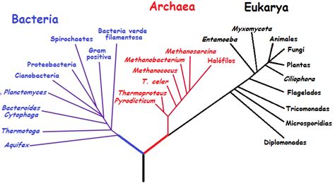 Curso De Microbiolog A Rbol Filogenetico