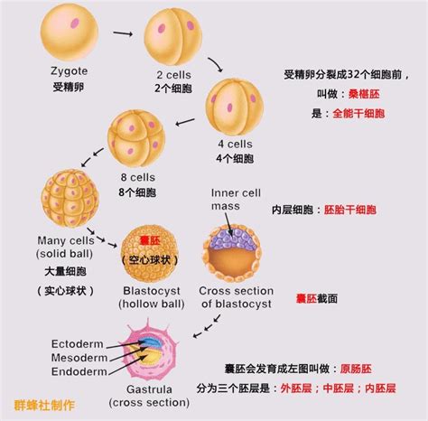 胚胎形成“时间轴”：怀孕几周可以看到孕囊、胎心胎芽？孕妈收藏 腾讯新闻