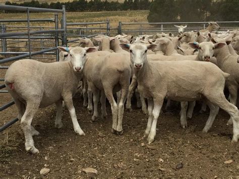 Season Softens Price Rise For Limited Quality Lamb Supplies Sheep Central