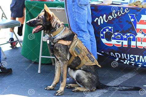 Veteran German Shepherd Service Dog Editorial Stock Image Image Of