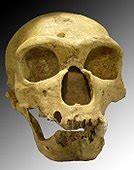 Homo neanderthalensis - Wikipedia
