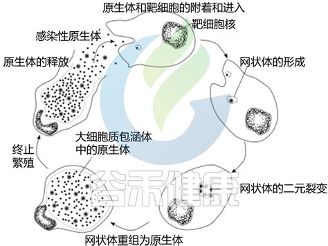 抗生素对微生物组和人体健康的影响 谷禾健康