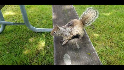 The Pesky Squirrels Of Oregon Youtube