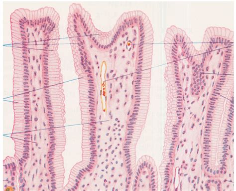 Histologie Le Tissu Conjonctif Date Diagram Quizlet