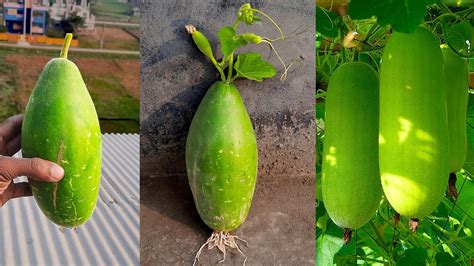 Unique Technique How To Growing Bottle Gourd Tree In A Bottle Gourd With Using Aloe Vera Get