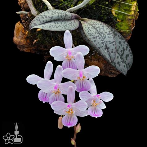 Phalaenopsis Orchidmart