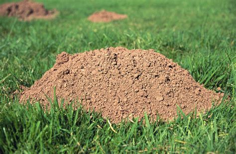 How To Get Rid Of Yard Moles With Carbide Artofit