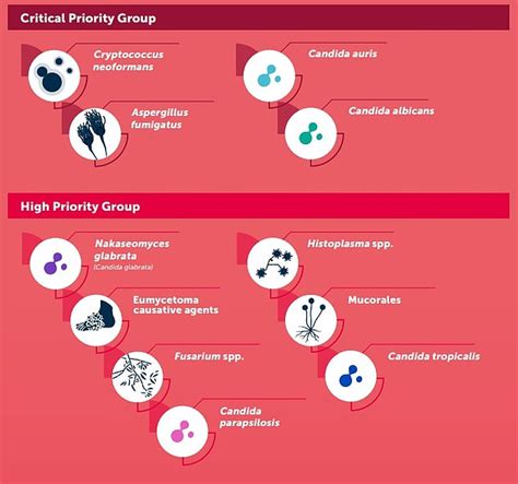 Fatal fungi:WHO releases list of dangerous fungal pathogens - worldmedicinefoundation