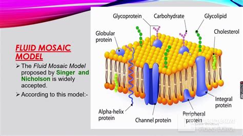 Cell membrane and cell Organelle - YouTube