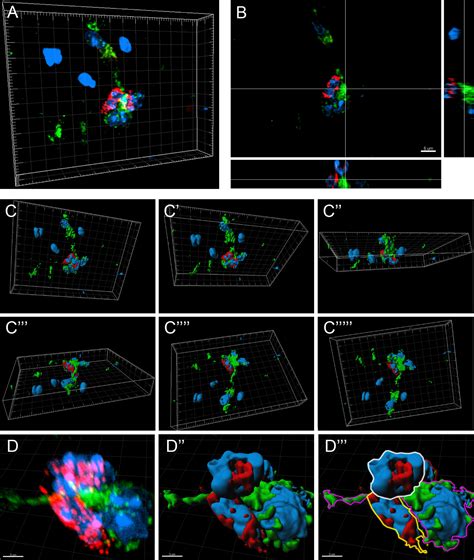 Three Dimensional Confocal Analysis Of Microgliamacrophage Markers Of