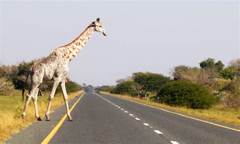 Photos Rares Lune Des Derni Res Girafes Leucistiques Au Monde Prise