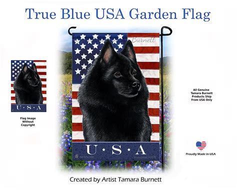 Blue Schipperke