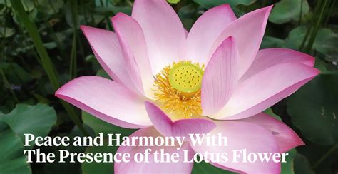 Buddhist Lotus Symbol Meaning