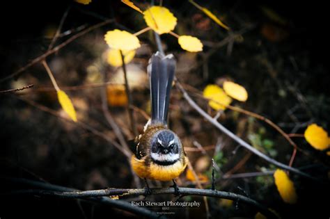 New Zealand Birds | NZ Prints | Rach Stewart Photography