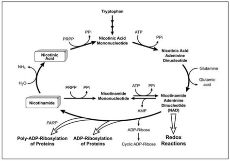 Niacin Specific Metabolic Pathway Biochemistry And Molecular