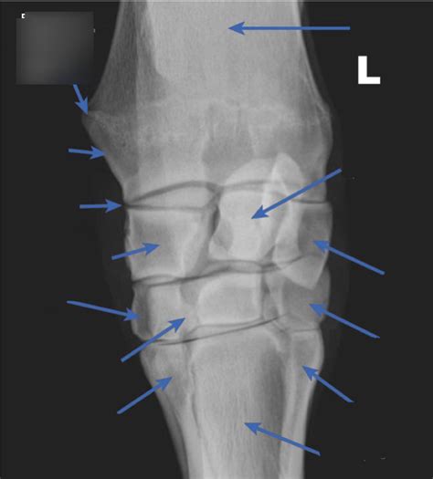 Equine Carpus Dorsopalmar Diagram Quizlet