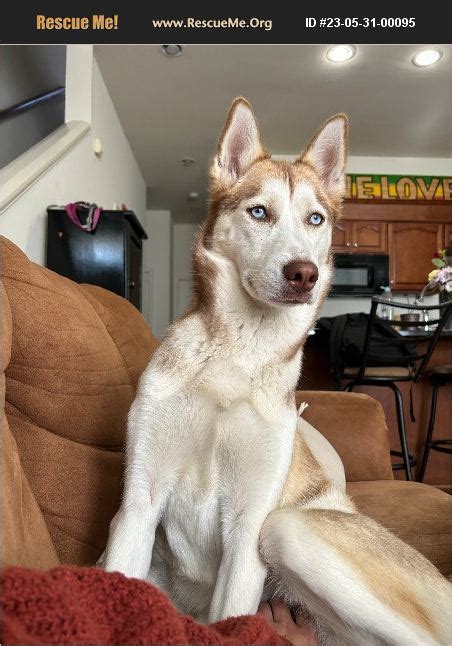 Adopt Siberian Husky Rescue Richmond Va