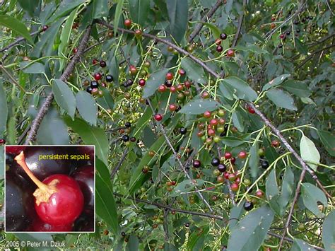 Prunus Serotina Black Cherry Minnesota Wildflowers