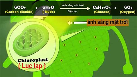 Lục Lạp Là Gì Cấu Tạo Và Chức Năng Của Lục Lạp DinhNghia