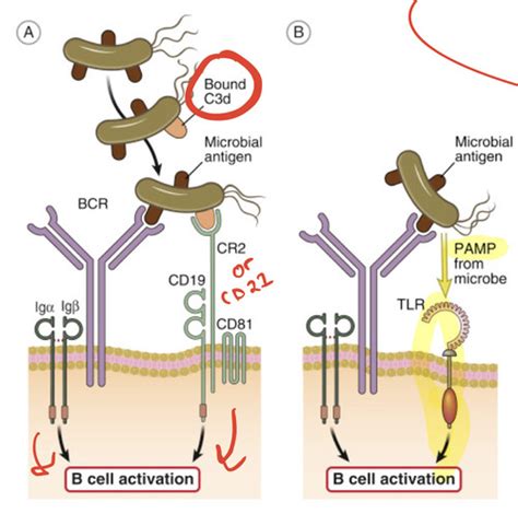 Humoral Immune Responses Activation Of B Lymphocytes And Production Of