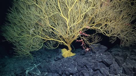 New Seamount And Previously Unknown Species Discovered In High Priority