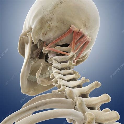 Suboccipital Muscles Functional Anatomy Anatomy Muscle Muscle System | Images and Photos finder