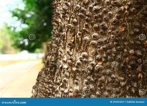 Sandbox Tree Stock Images - Image: 29352324