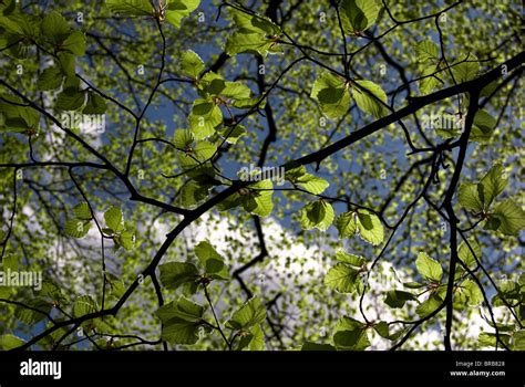 Beech tree leaves Stock Photo - Alamy