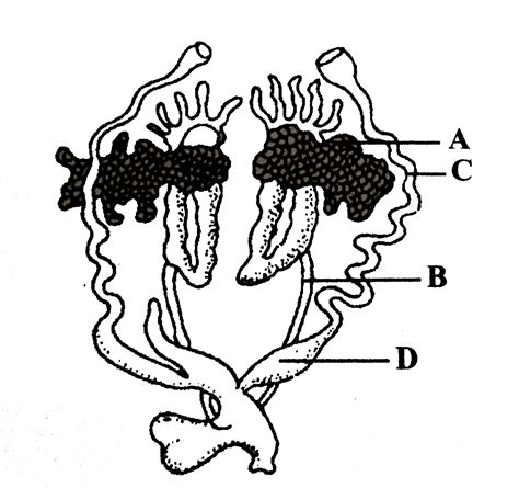 Frog Reproductive System