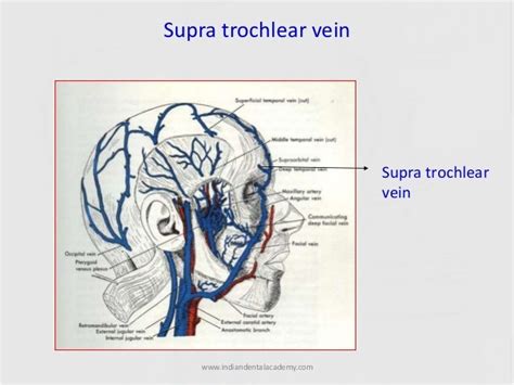 Veins Of Head Andneck Certified Fixed Orthodontic Courses By Indian