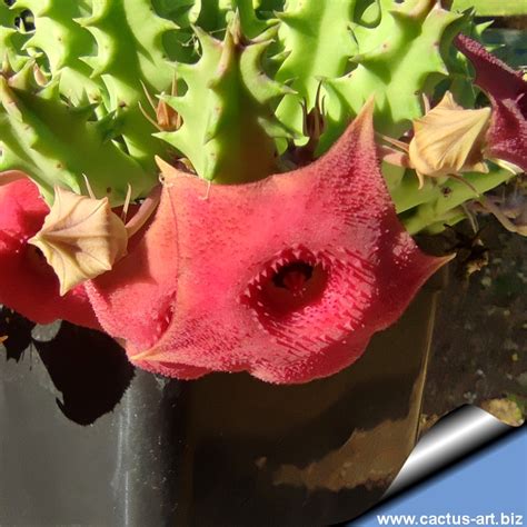 Huernia Cv PINK EYE