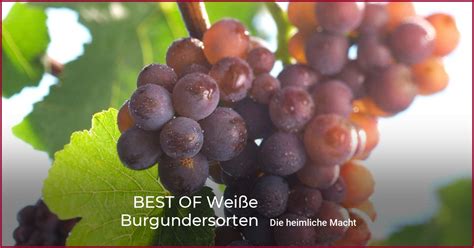 BEST OF Weiße Burgundersorten wein plus Wein Magazin