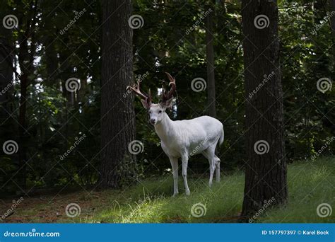 The White Tailed Deer Shedding Velvet. Stock Image - Image of ecosystem ...