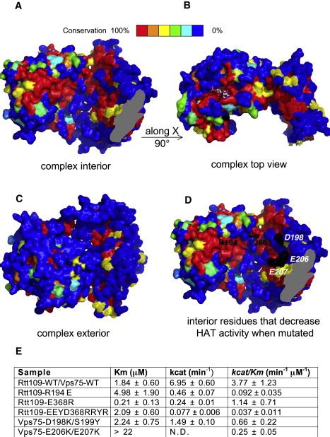 Structure Of The Rtt Accoa Vps Complex And Implications For