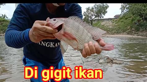 Pancing Ikan Talapia Di Sung YouTube