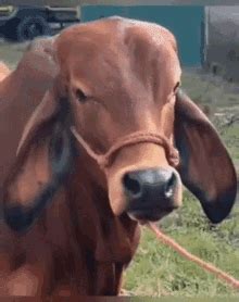 The Cow The Rock Meme The Cow The Rock Meme Discover Share Gifs