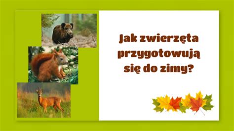 Jak Zwierz Ta Przygotowuj Si Do Zimy