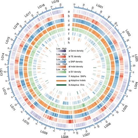 Circos Display Of The Genomic Features And Diversity Of The Assembled