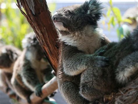 Deadliest For Koalas Black Summer Bushfires Koalas On The Verge Of