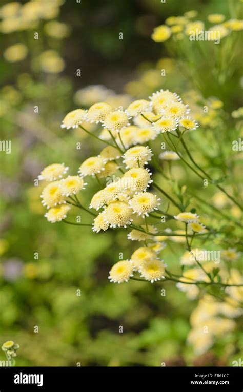 Feverfew Tanacetum Parthenium Plena Stock Photo Alamy