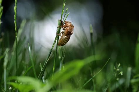 The cicadas have arrived in some states: Can they bite or sting? Are ...