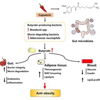 Possible Mechanisms Explaining The Anti Obesity Effects Of Mulberry