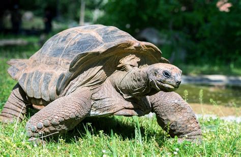 Turtles and tortoises can slow their rate of aging - Earth.com