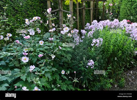 Japanese Anemone Anemone Hupehensis Var Japonica And Garden Phlox