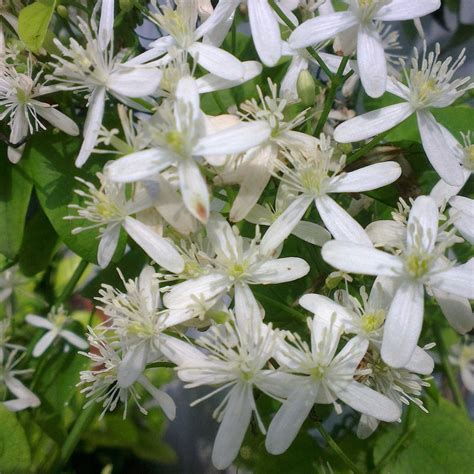 Клематис много ароматен и цъфти дълго - Clematis flammula | М и М Трейдинг