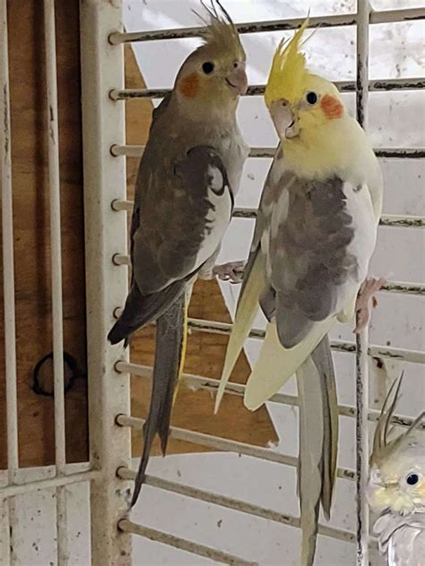 Bonded Pair Of Cockatiels