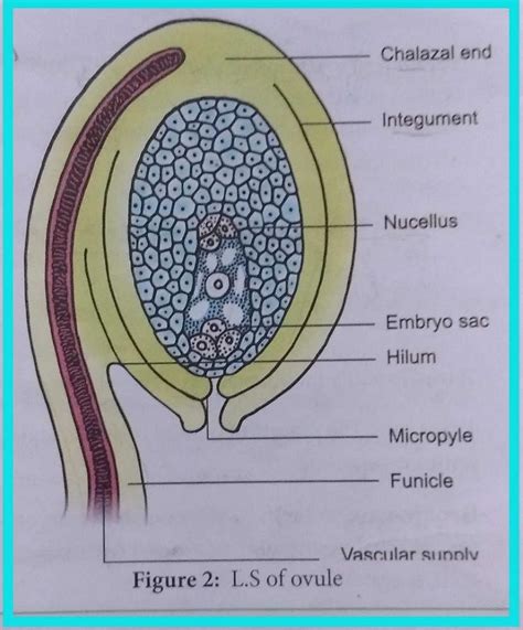 Diagram of anatropous ovule? - EduRev Class 12 Question